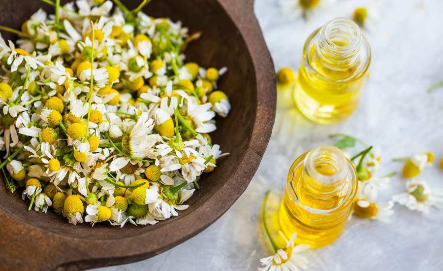 chamomile is very effective in soothing the body and mind and getting to sleep