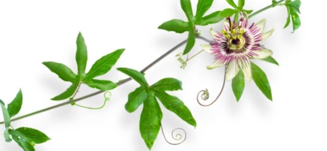 Passionflower, an aid to falling asleep.