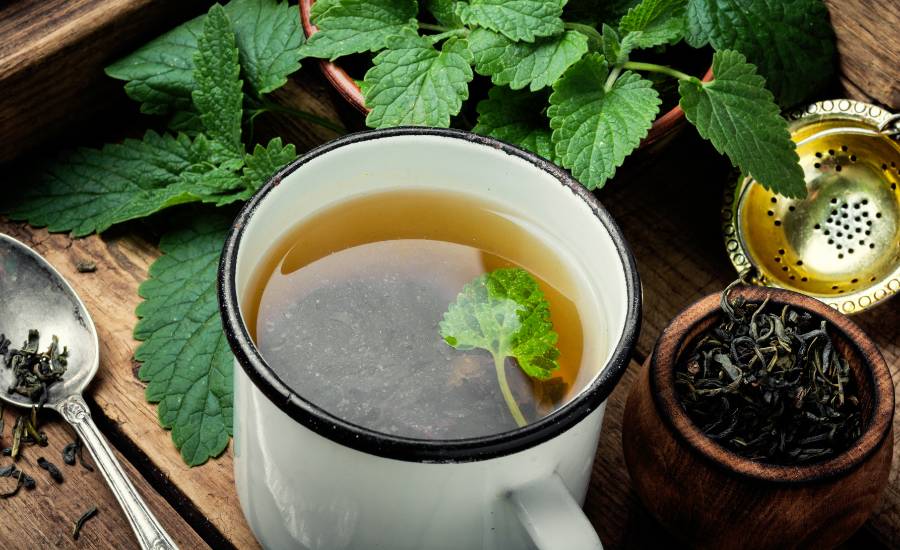 lemon balm is a medicinal plant well known for combating stress and promoting sleep