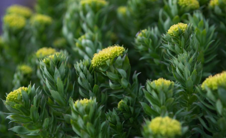 la rhodiola est une plante anti stress très efficace