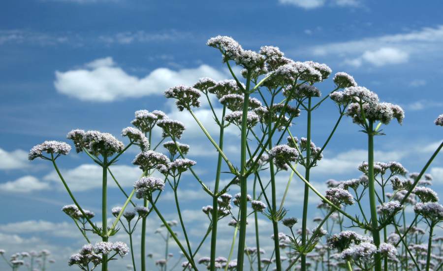 valerian, a plant with sedative effects, allows you to sleep better and longer