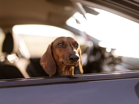 Travelling by car with your dog 