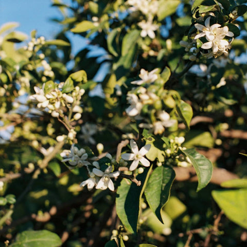 Orange Blossom