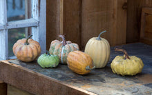 Load image into Gallery viewer, Miniature  Pumpkins Collection
