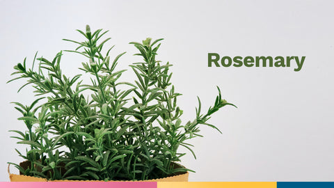 rosemary-essential-oil