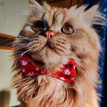 Goofy Tails Cat fashion