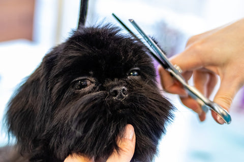 Dog Hair Grooming  Management Strategies and Tips
