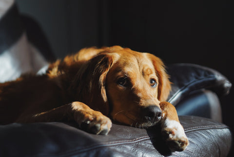 Why Mental Stimulation Is Vital For Your Dog