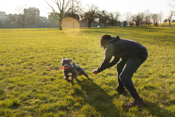 Dogs regular exercise and playtime