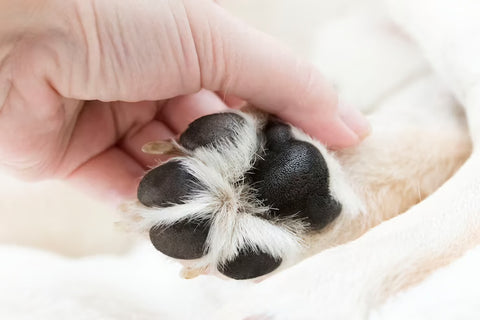 Clean dog paws