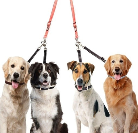 multiple dog harnesses