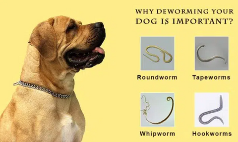 dog worming