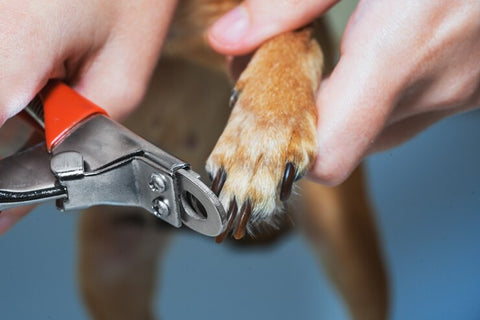 Trim the dog nail regularly