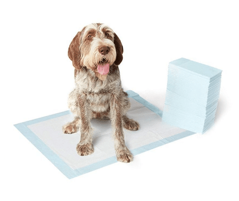 How to Train Your Puppy to Use a Potty Pad! — The Puppy Academy