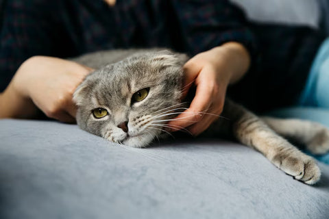 Why Cats Are Prone to UTIs
