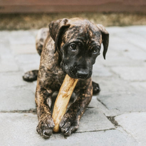 Why dog loves wooden toys