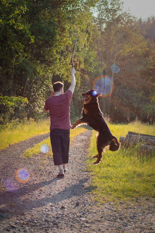 a men give training to his  dog with stick