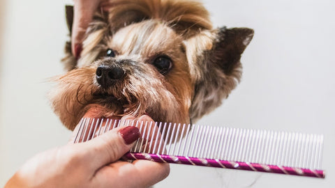 brushes work perfectly on your pets hair