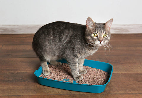 Goofy Tails Cat Litter Training Blog