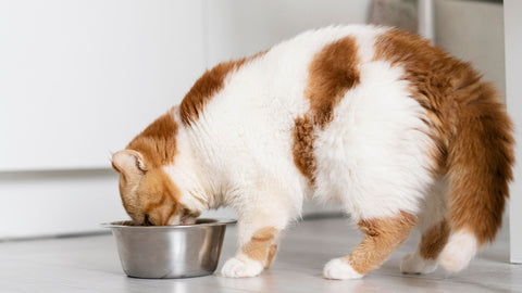 cute cat eating cat food