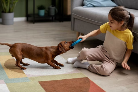 dachshund-playing-with-kid