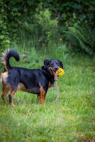 dog playing with dog ball