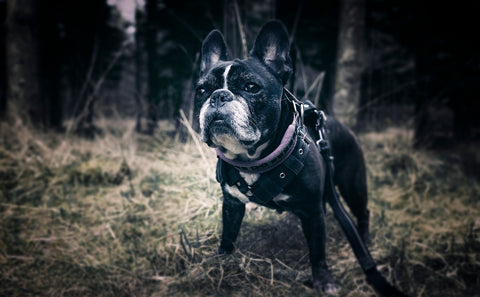 French Bull Dog Breeds