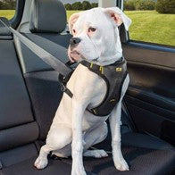 safety harness for dogs