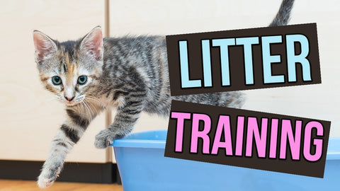 Cat Litter Training India 