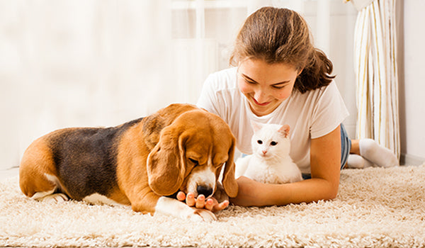 a girl pampering their beagle dog and white cat