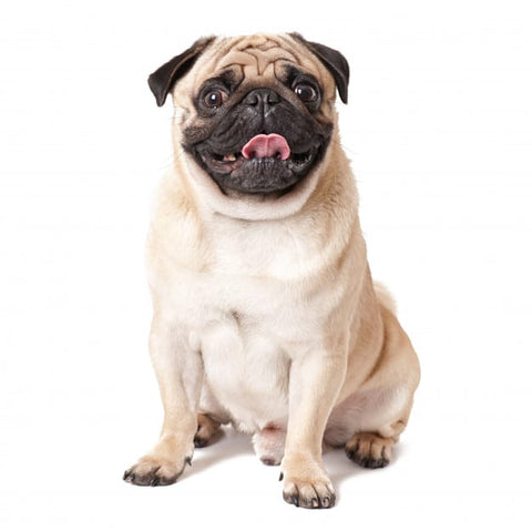 pug image