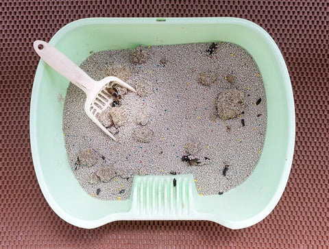 Clean and disinfect the litter box regularly