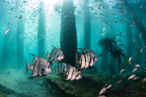 Fish under the pier - Pier Clean-up 2022