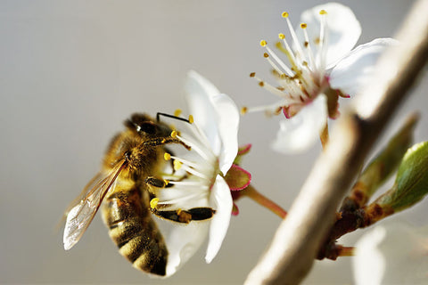 Pollinator bee on flower