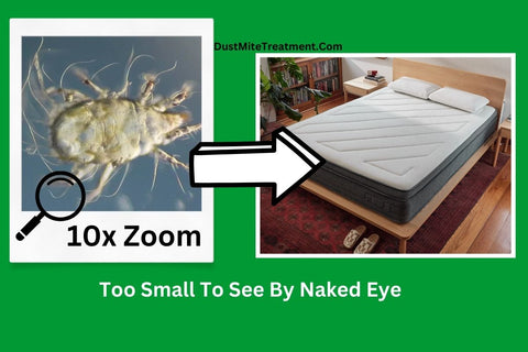 Image of a Dust Mite zoomed in 10x and an image of a mattress where the dust mite lives