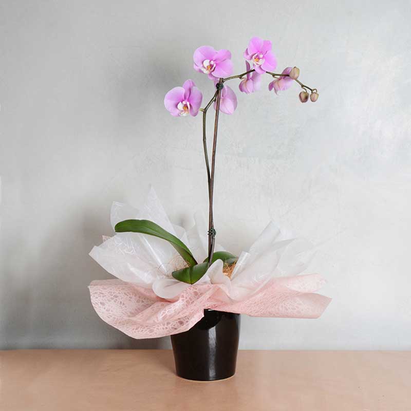 Grandi Orchidee Phalaenopsis Rosa – localibyromeos