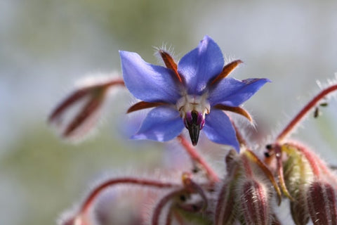 Starflowers which are used to make Borage oil which can benefit those with psoriasis