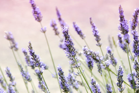 Lavender which in the form of essential oil can be helpful in relieving psoriasis