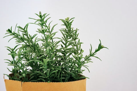 rosemary which can be helpful for psoriasis relief