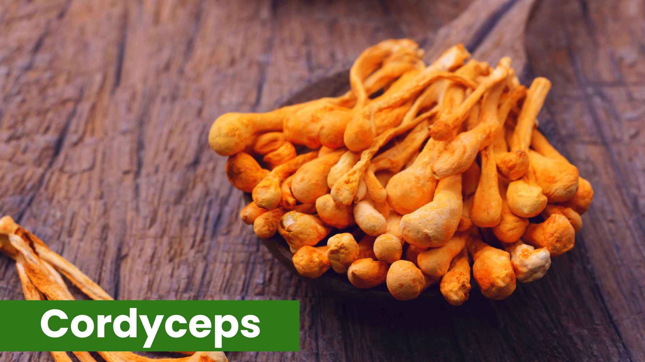 Cordyceps Mushroom