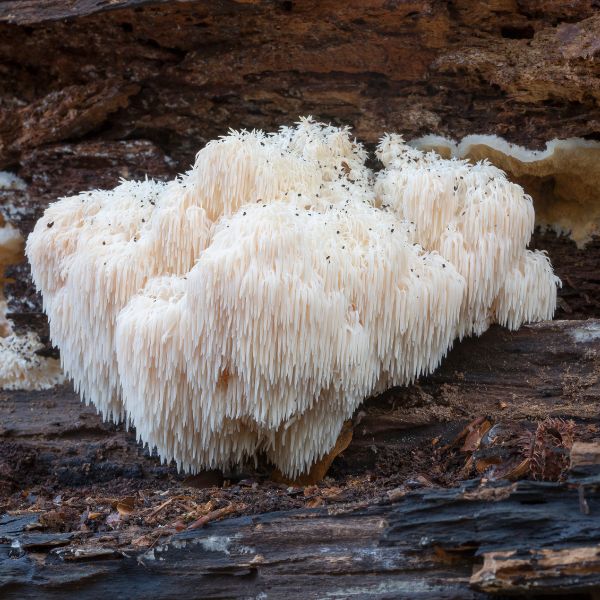 lions mane ireland