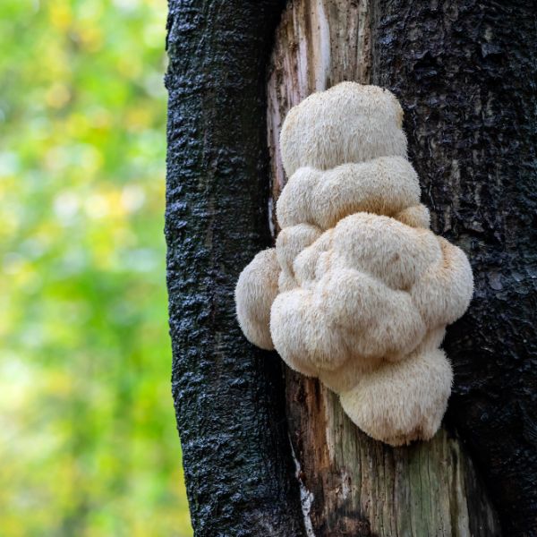 lions mane supplement