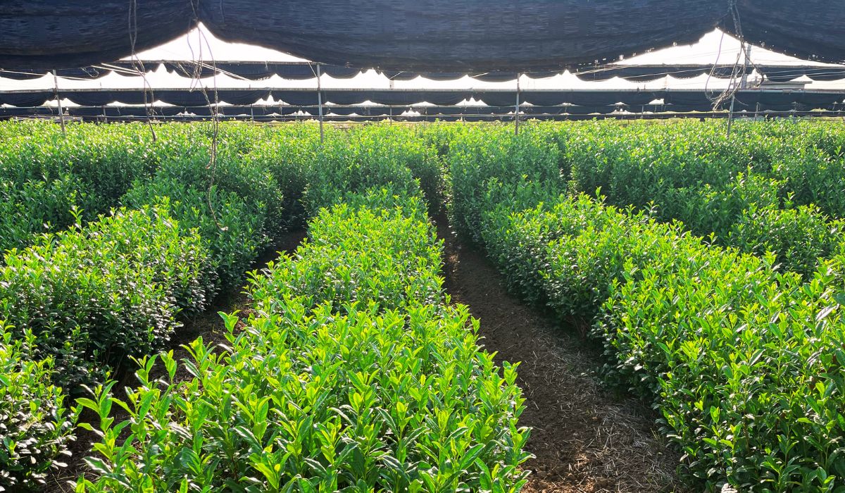 A matcha tea farm in Uji, Japan with tea plants under a shaded roof