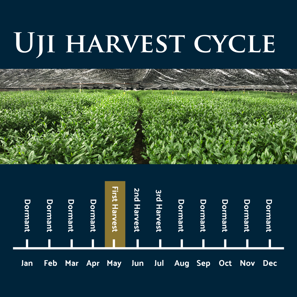 Matcha tea plants with diagram showing the tea harvest cycle