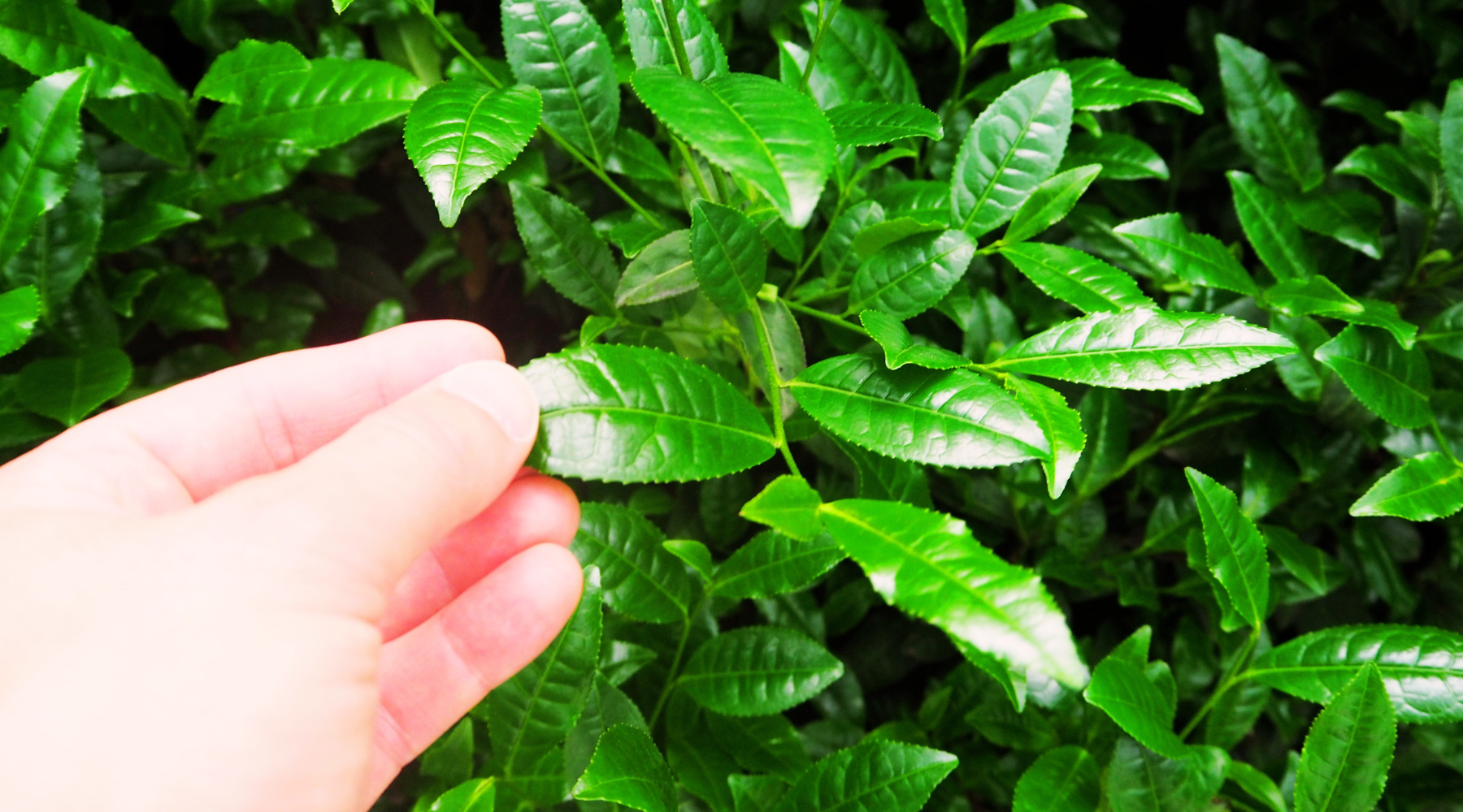 À la découverte des feuilles de thé Matcha : du Samidori à l’Okumidori 