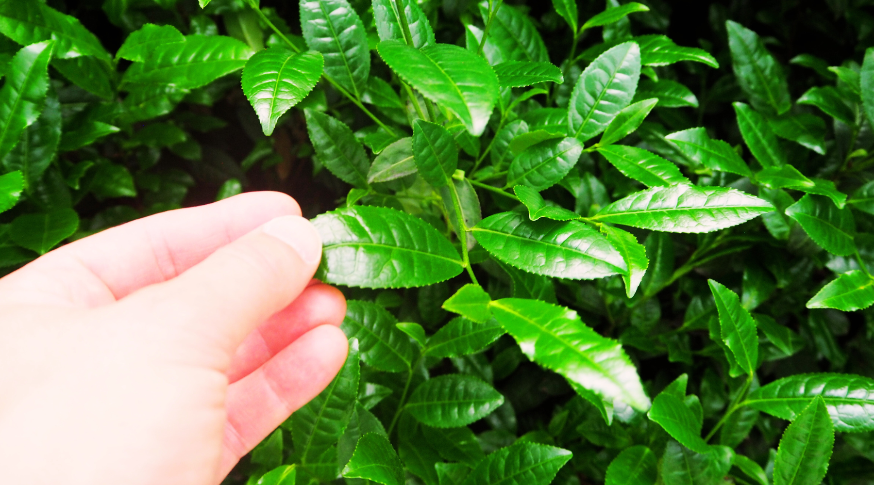 Matcha green tea leaves before being harvested