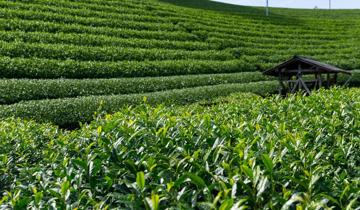 Image of a green tea plantation in Kyoto, Japan.