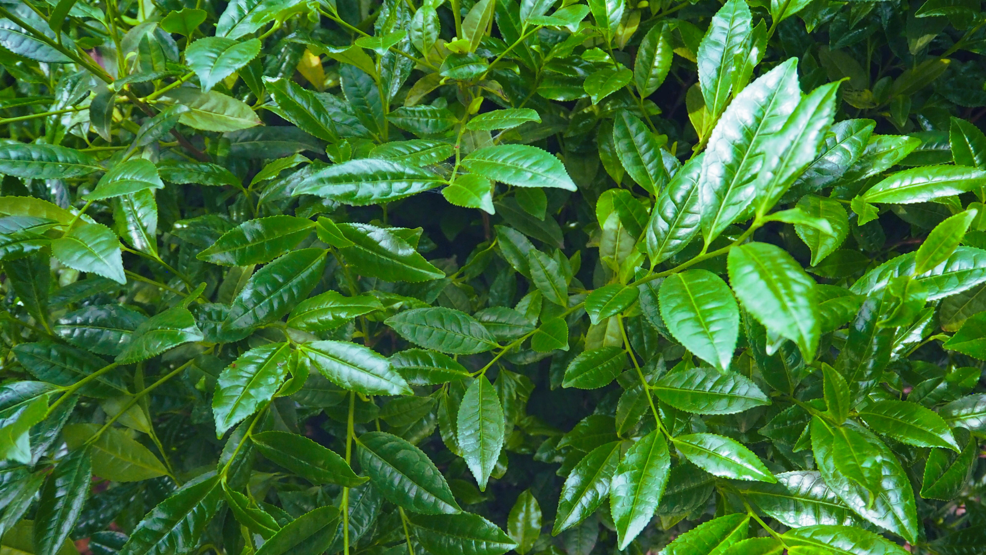 matcha tea plants