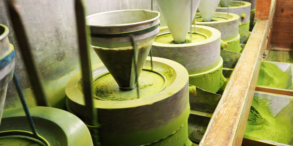 Broyeurs de pierre à matcha produisant de la poudre de matcha verte vibrante.