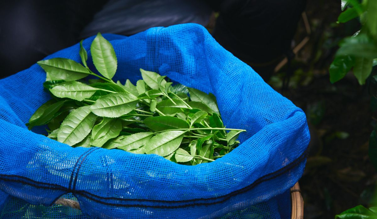 Matcha tea leaves just harvested in a basket
